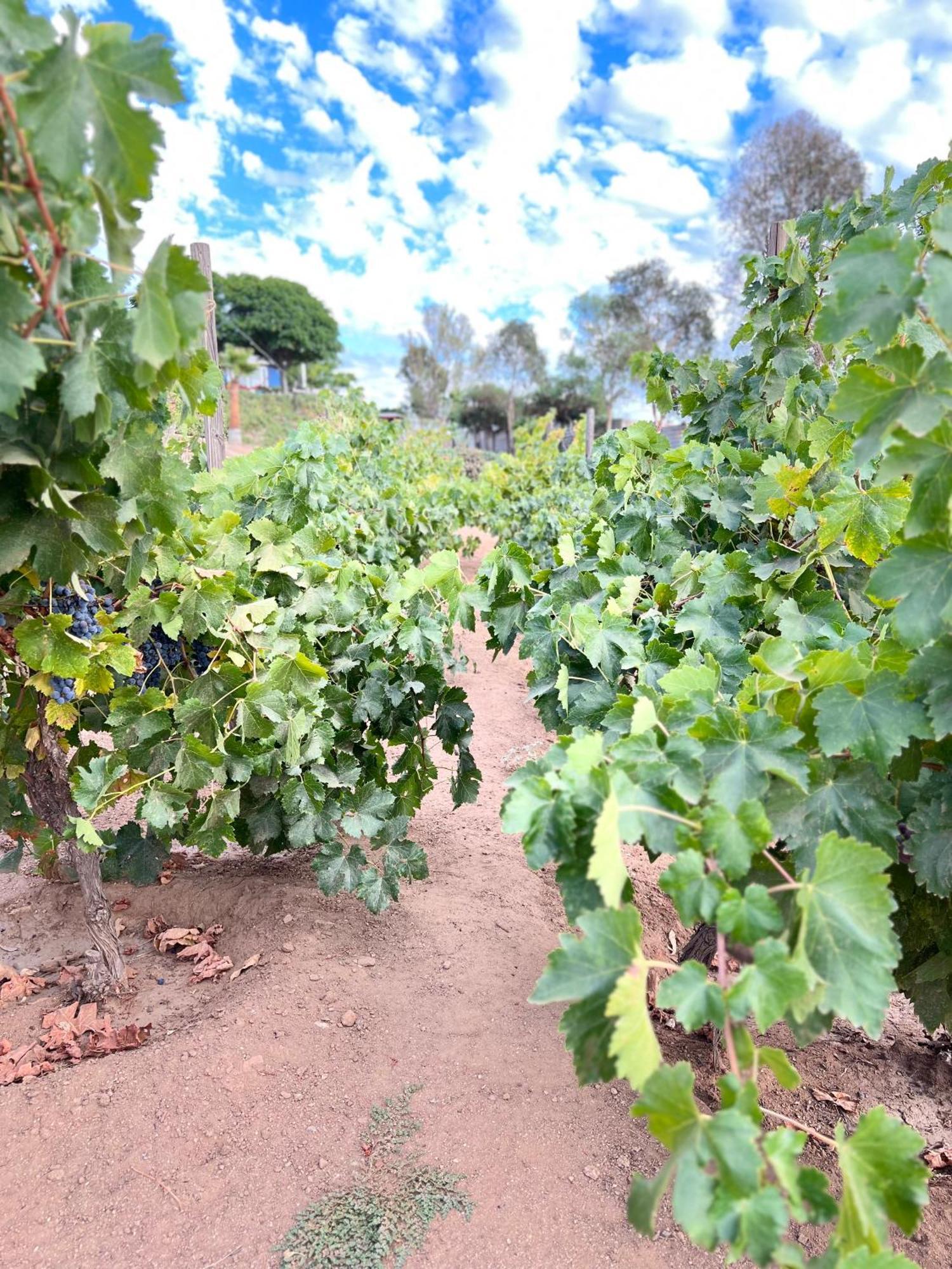 Rancho Matalote En บาเย เด กัวลาลูเป ภายนอก รูปภาพ